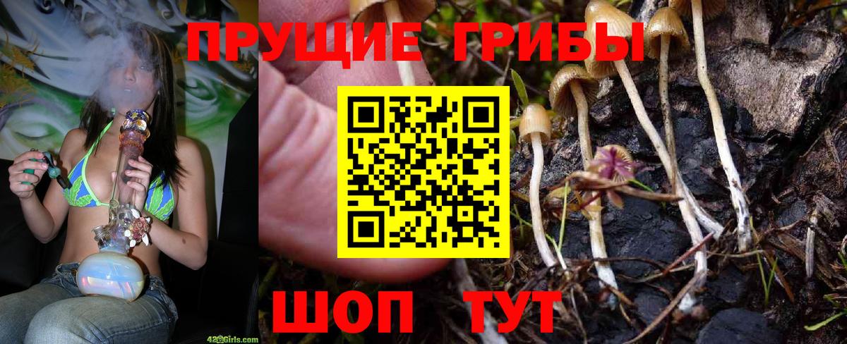 где купить наркоту  Псилоцибиновые грибы мицелий  Вход с VPN  Советск  Галлюциногенные грибы Magic Shrooms 